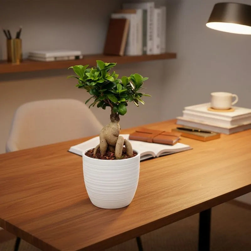 Bonsai Ficus Ginseng in vaso ceramica Bergamo su scrivania con libri, pianta da interno ideale per studio e ufficio