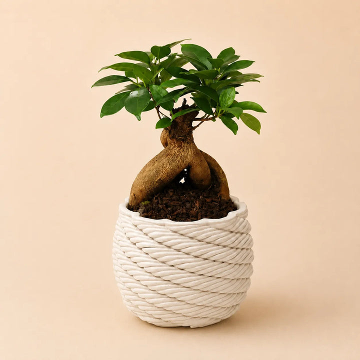 Bonsai Ficus Ginseng con radici ornamentali e foglie verdi lucide in vaso artigianale Carina bianco, fotografato su sfondo neutro per catalogo ecommerce.
