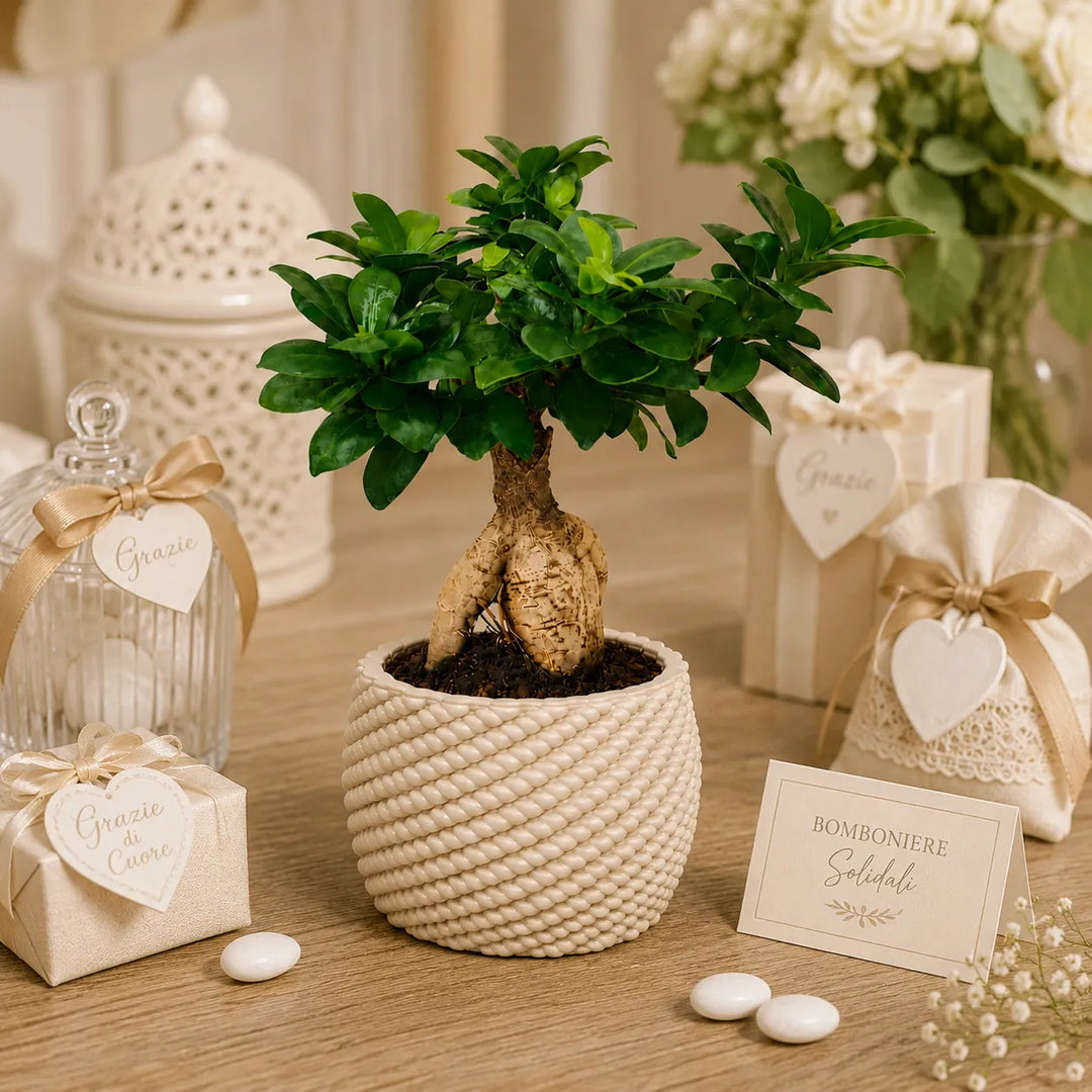 Bonsai Ficus Ginseng con tronco decorativo e fogliame verde brillante in vaso Carina, presentato in una composizione di bomboniere solidali con confetti e confezioni regalo.
