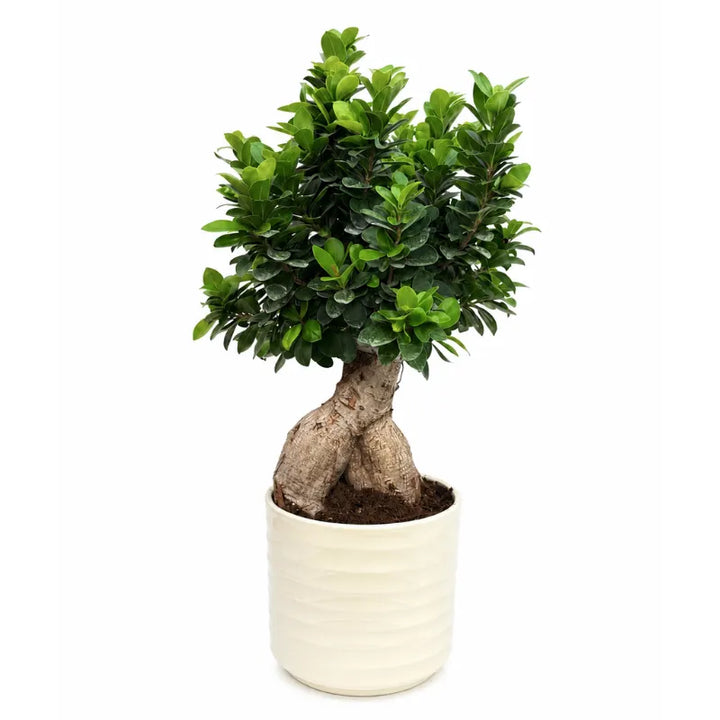 Pianta bonsai Ficus Ginseng in vaso Cindy bianco su sfondo neutro ideale per arredare ambienti moderni e minimal.