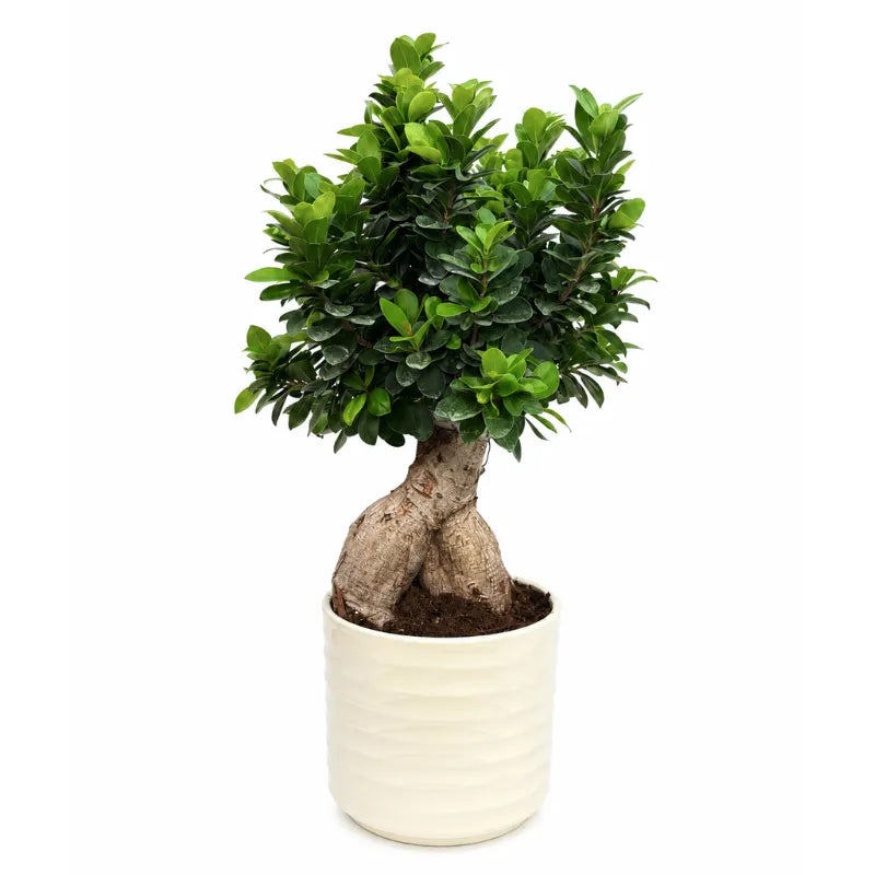 Pianta bonsai Ficus Ginseng in vaso Cindy bianco su sfondo neutro ideale per arredare ambienti moderni e minimal.