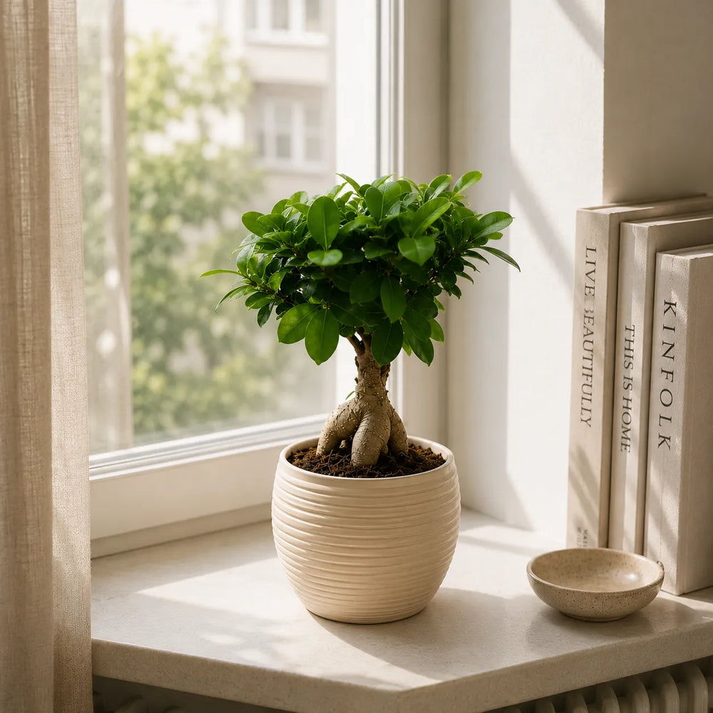 Bonsai Ficus Ginseng con foglie verdi compatte in vaso Sally beige posizionato su davanzale vicino a libri decorativi.