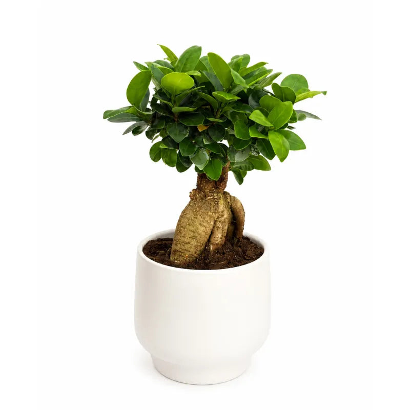 Bonsai Ficus Ginseng con tronco decorativo e foglie verdi lucide in vaso bianco Sweet su sfondo neutro.