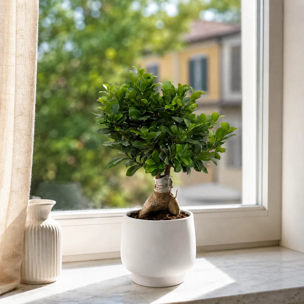 Bonsai Ficus Ginseng con foglie verdi compatte in vaso bianco Sweet vicino a finestra luminosa.