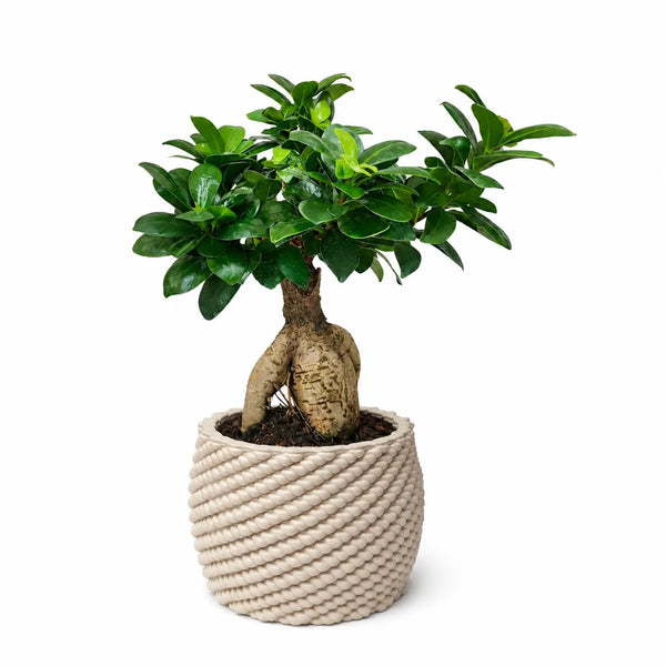 Bonsaï ficus ginseng dans un pot en argile Carina fait à la main, de 14 cm de diamètre.