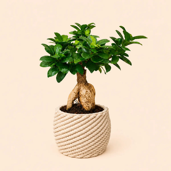Bonsaï ficus ginseng dans un pot en argile Carina fait à la main, de 14 cm de diamètre.