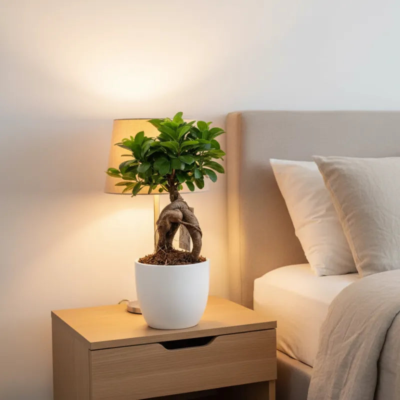 Bonsai Ficus Ginseng in vaso Boston su comodino accanto a lampada, pianta da interno elegante ideale per camera da letto