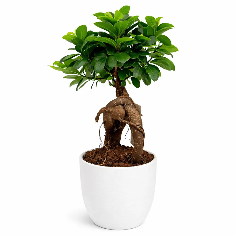Bonsai Ficus Ginseng con radici aeree in vaso Boston diametro, pianta da interno facile e decorativa