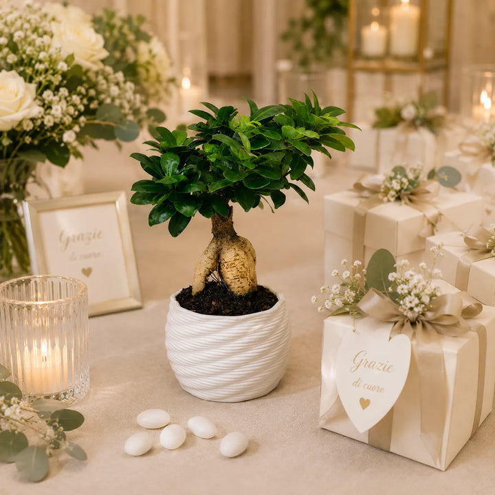 Bonsai Ficus Ginseng con radici decorative in vaso artigianale Carina bianco, inserito in una mise en place elegante con candele e confezioni regalo.