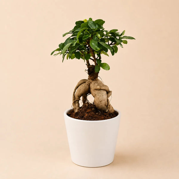 Bonsai ficus ginseng in vaso Dallas