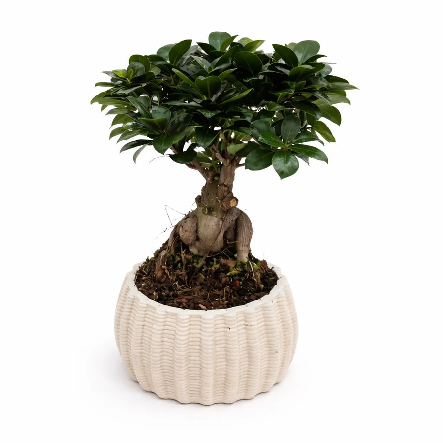 Bonsai Ficus Ginseng - pianta con radici aeree in vaso di ceramica Dioniso Basso