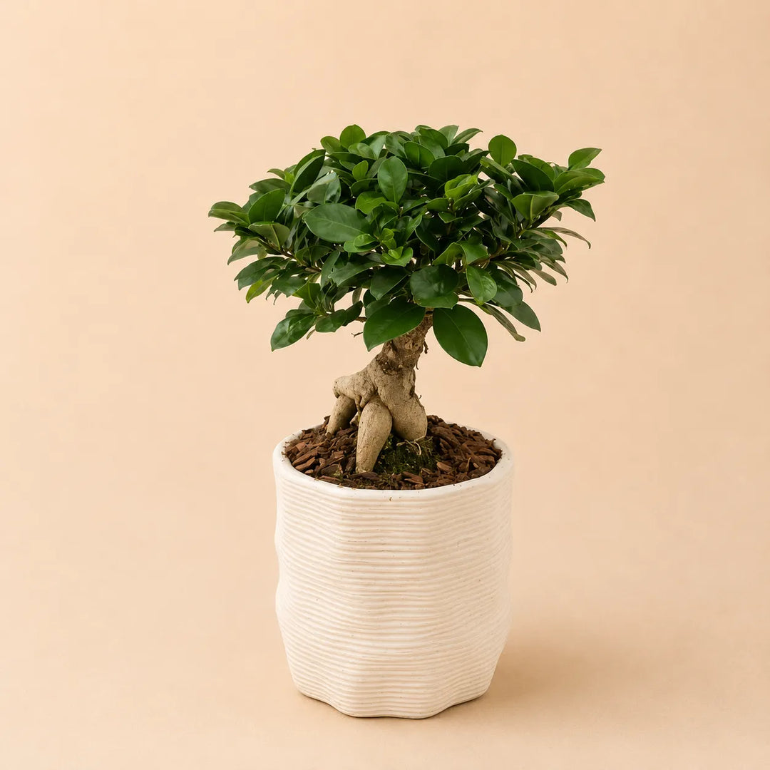 Bonsai Ficus Ginseng con chioma verde compatta in vaso di ceramica artigianale bianco modello Ermes D.11, ideale per arredare ambienti interni moderni.