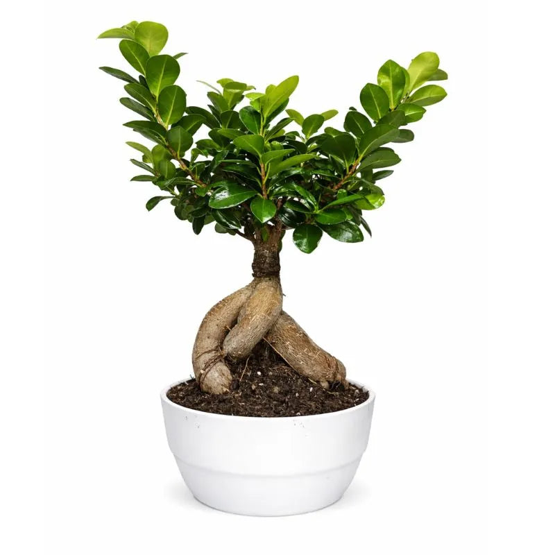 Bonsai Ficus Ginseng con radici aeree in vaso bianco, pianta da interno ornamentale facile da coltivare