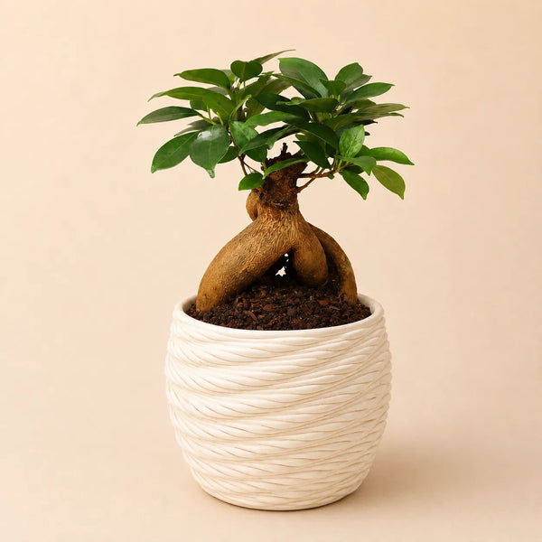 Bonsai ficus ginseng in vaso artigianale Carina D.10 in argilla