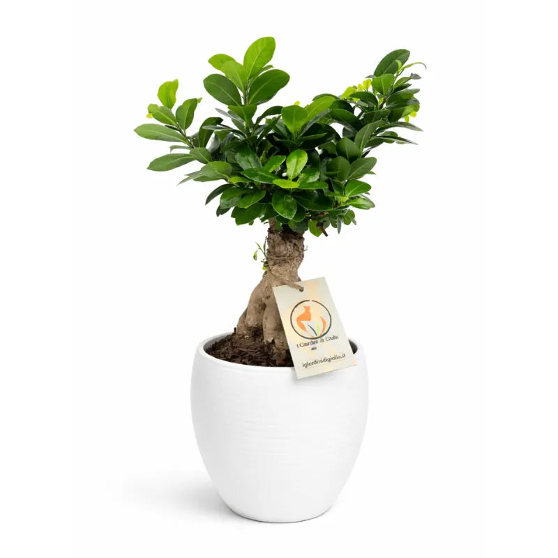 Bonsai Ficus Ginseng con radici aeree in vaso ceramica Manacor, pianta da interno facile da curare e decorativa