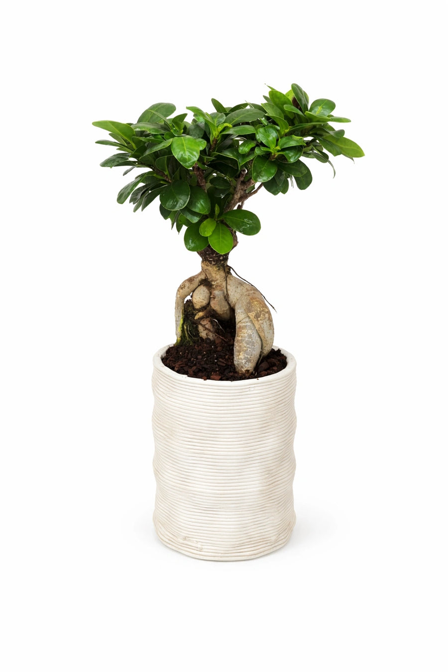 Bonsai Ficus Ginseng in vaso artigianale Andromeda su sfondo neutro - pianta con radici aeree decorative