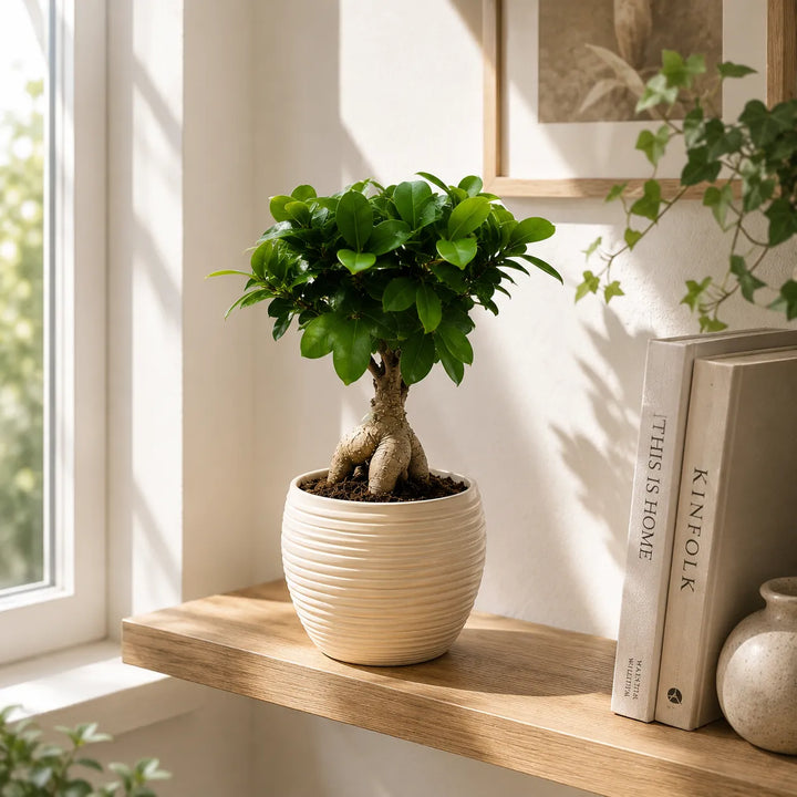 Bonsai Ficus Ginseng in vaso Sally beige su mensola in legno illuminata dalla luce naturale accanto a libri e vaso decorativo.