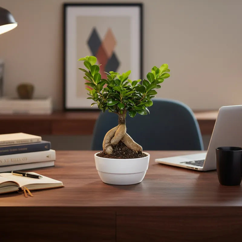 Bonsai Ficus Ginseng in vaso bianco su scrivania da ufficio con libri e laptop, pianta decorativa ideale per ambienti interni