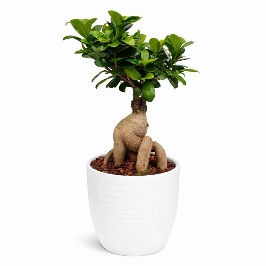 Bonsai Ficus Ginseng con radici aeree in vaso ceramica Bergamo, pianta da interno ornamentale facile da curare
