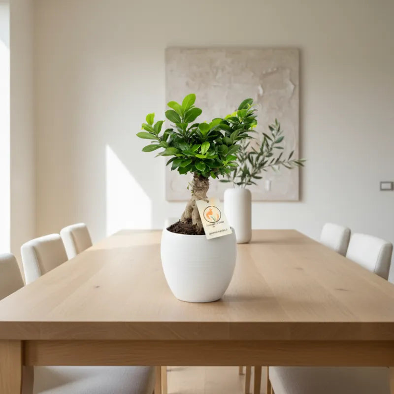 Bonsai Ficus Ginseng in vaso Manacor su tavolo da pranzo, pianta da interno elegante per soggiorno moderno