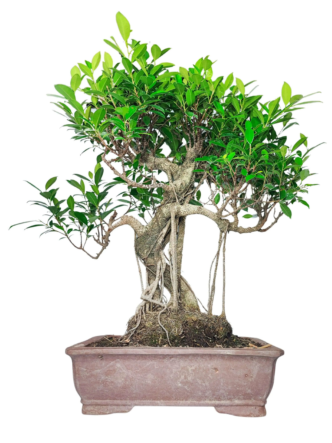 Bonsai Ficus Retusa 72 cm con radici aeree in vaso di ceramica 40x30 cm, vista frontale


