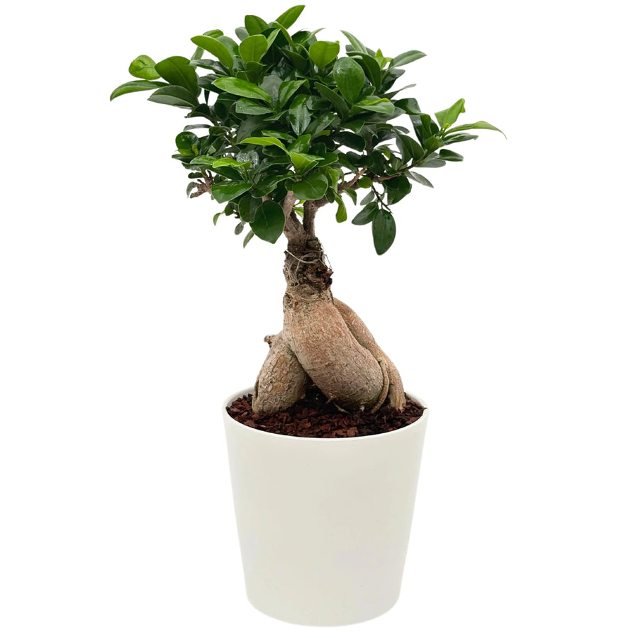 Bonsai Ficus Ginseng - vista frontale in vaso ceramica bianco, altezza 44 cm