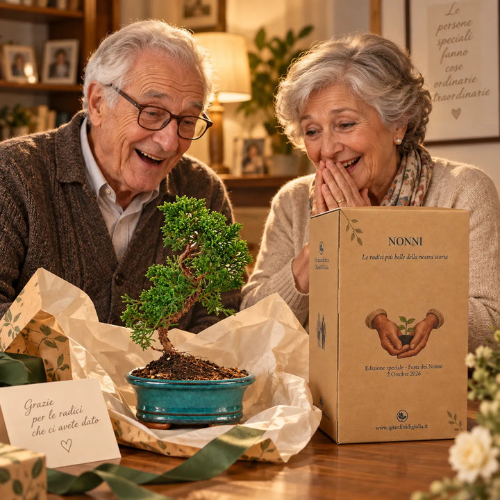 Nonni che scoprono il Bonsai Juniperus Chinensis Kyushu di 7 anni con confezione speciale Festa dei Nonni