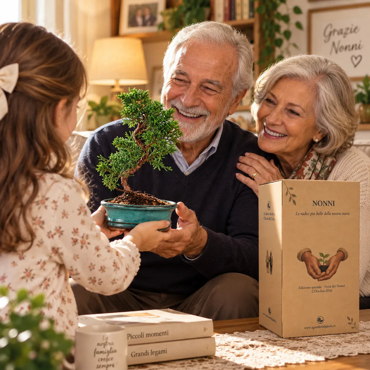Nipote che regala ai nonni un Bonsai Juniperus Chinensis Kyushu di 7 anni con scatola regalo per la Festa dei Nonni