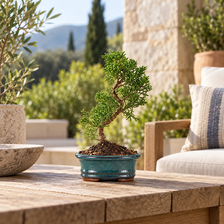 Bonsai Juniperus Chinensis Kyushu di 7 anni in vaso verde, posizionato su tavolo in legno in un luminoso giardino mediterraneo