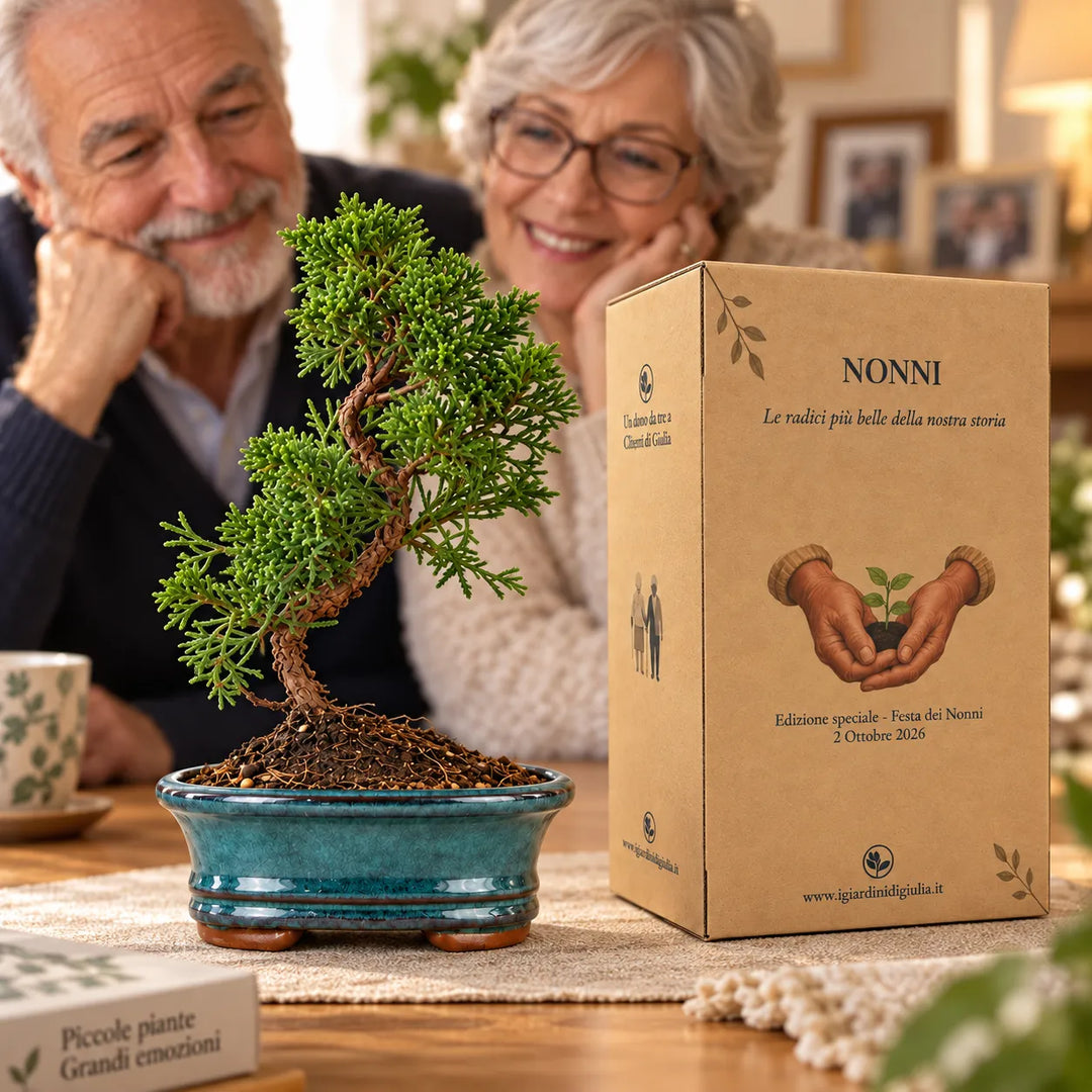 Bonsai Juniperus Chinensis Kyushu di 7 anni in vaso turchese con scatola regalo dedicata alla Festa dei Nonni
