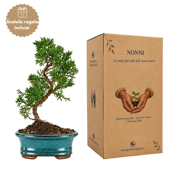 Bonsai Juniperus Chinensis Kyushu de 7 anys - Col·lecció Premium