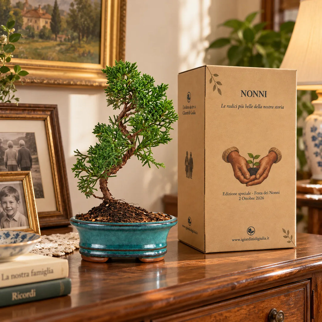 Bonsai Juniperus Chinensis Kyushu di 7 anni ambientato in casa accanto alla confezione regalo per i nonni
