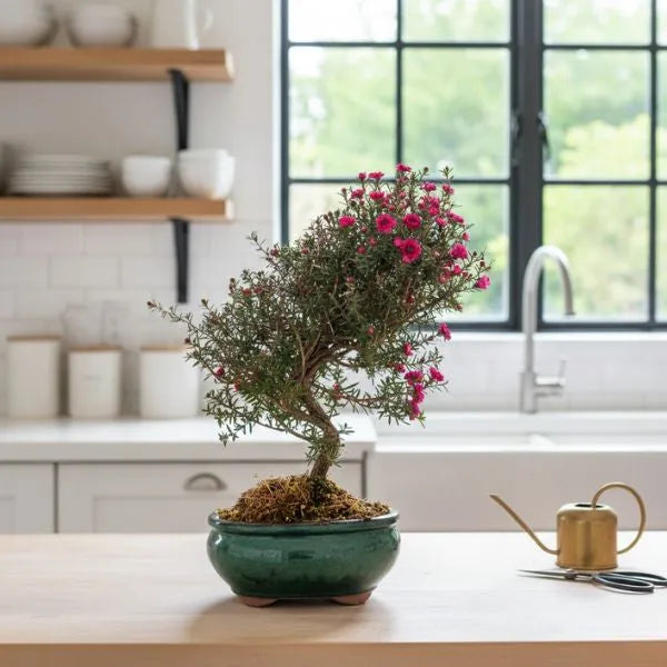 Bonsai Leptospermum scoparium con fiori rosa in vaso verde su tavolo da cucina luminoso