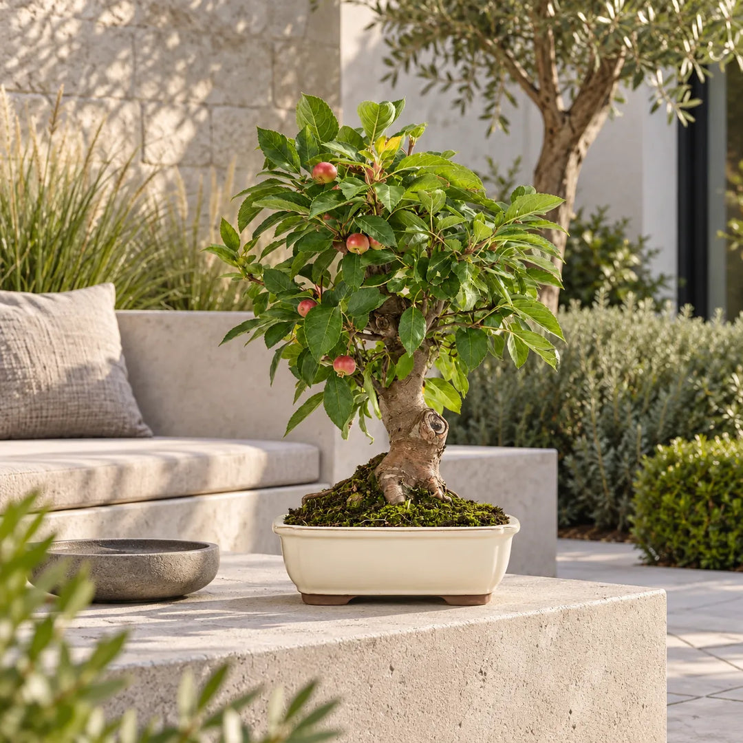 Bonsai Melo di 18 anni con piccoli frutti rossi, ambientato in una terrazza moderna e luminosa