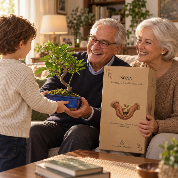 Bambino che regala un Bonsai Melo di 7 anni ai nonni con confezione speciale dedicata alla Festa dei Nonni
