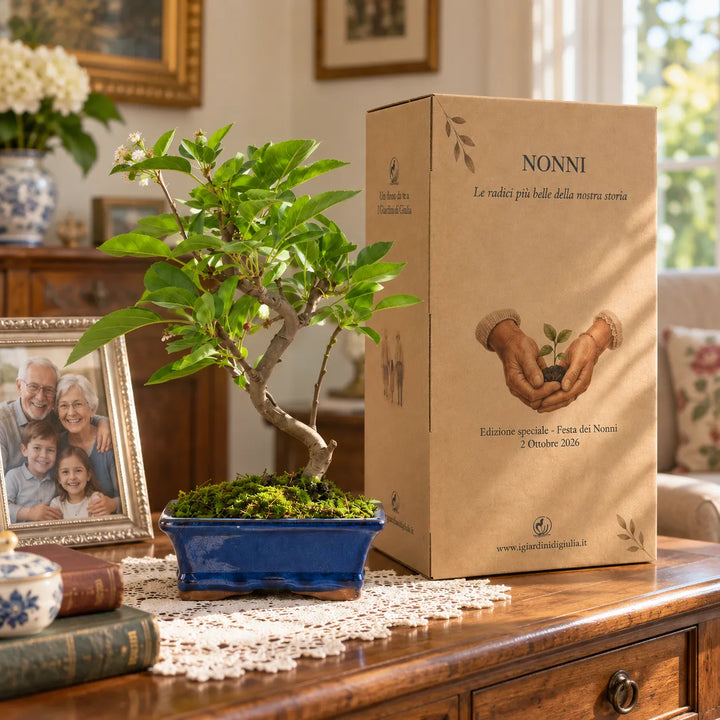 Bonsai Melo di 7 anni con scatola regalo Festa dei Nonni, ambientato in casa accanto a una foto di famiglia