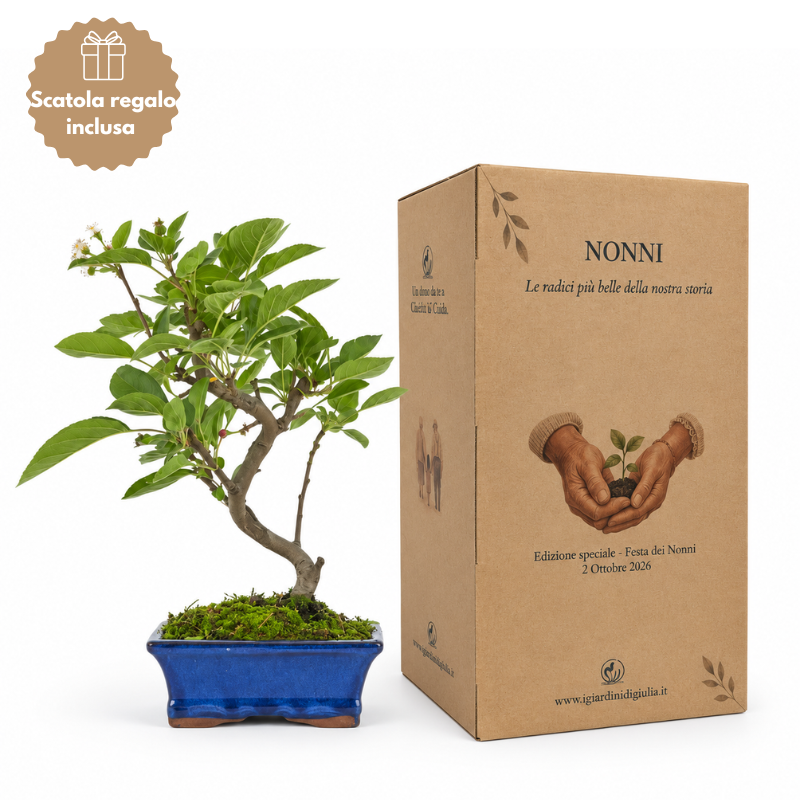 Bonsai Melo di 7 anni in vaso bonsai blu con scatola regalo dedicata alla Festa dei Nonni