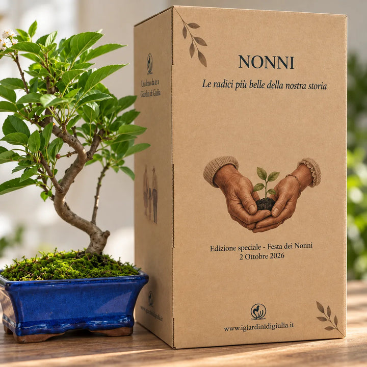 Dettaglio del Bonsai Melo di 7 anni in vaso blu accanto alla confezione regalo speciale per la Festa dei Nonni