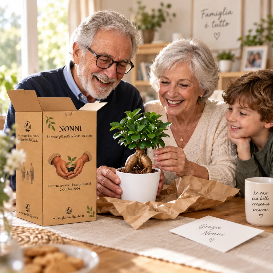 Nonni con nipote scoprono il Bonsai Mini Ficus Ginseng in vaso di ceramica, idea regalo per la Festa dei Nonni