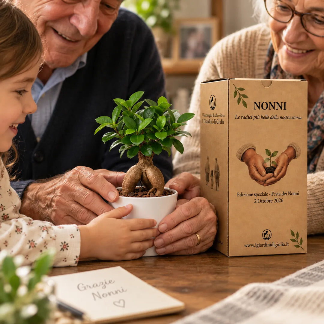 Bonsai Mini Ficus Ginseng in vaso di ceramica bianco insieme alla scatola regalo dedicata alla Festa dei Nonni