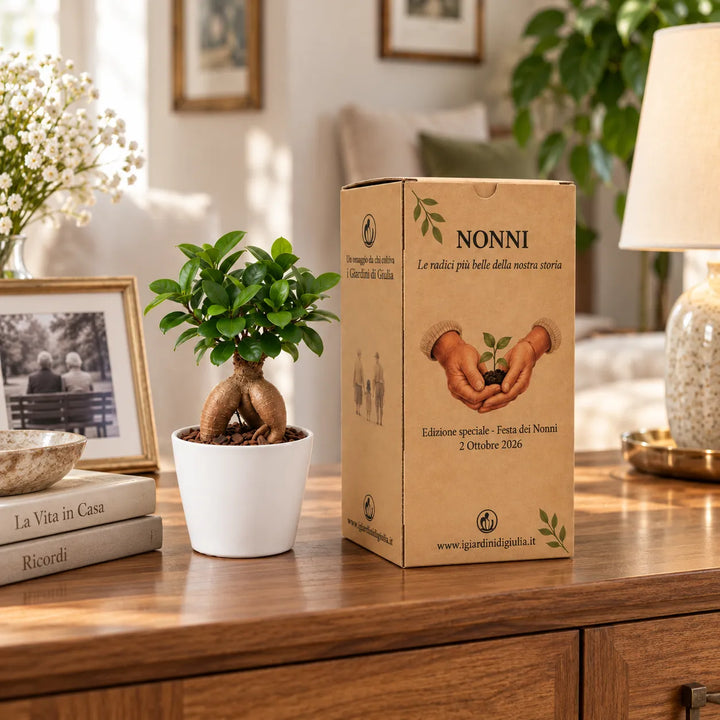 Bonsai Mini Ficus Ginseng in vaso di ceramica bianco ambientato in casa con scatola regalo Festa dei Nonni