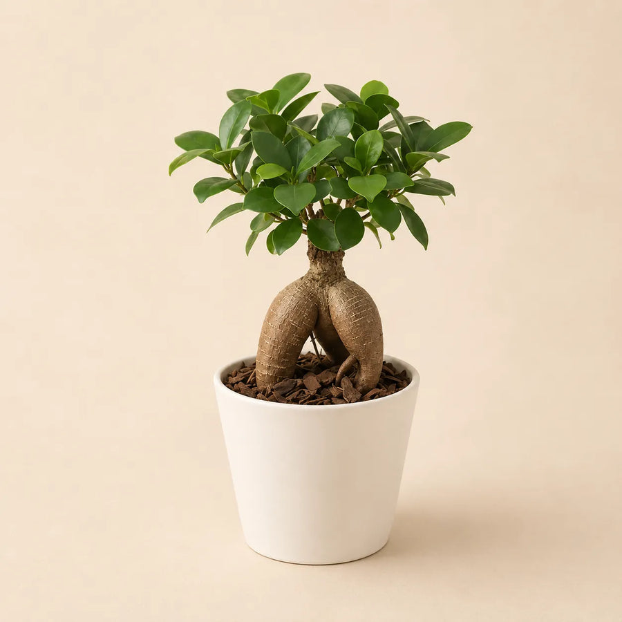 Bonsai Ficus Ginseng Mini in vaso ceramica, altezza 25 cm, radici aeree scultoree — vivaio I Giardini di Giulia