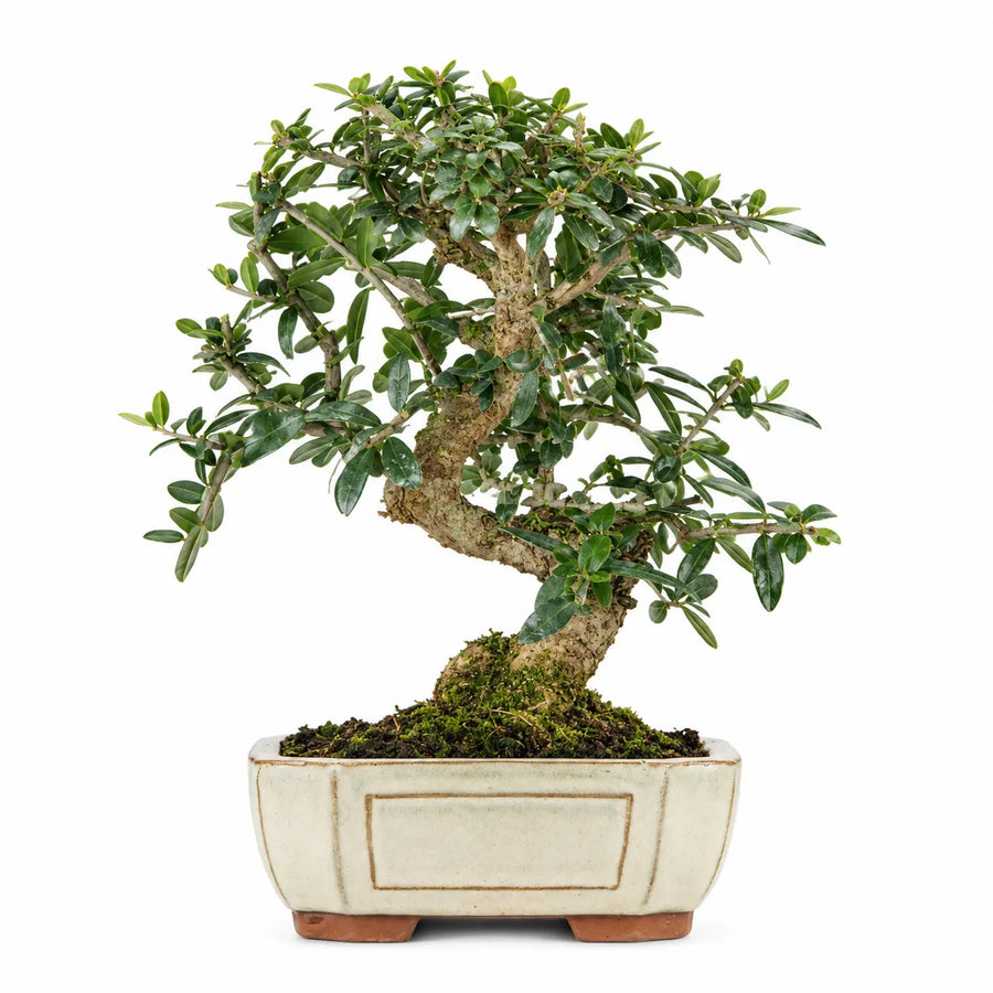 Bonsai Olea Europaea Sylvestris di 9 anni con tronco lavorato e fogliame verde, in vaso rettangolare su sfondo bianco