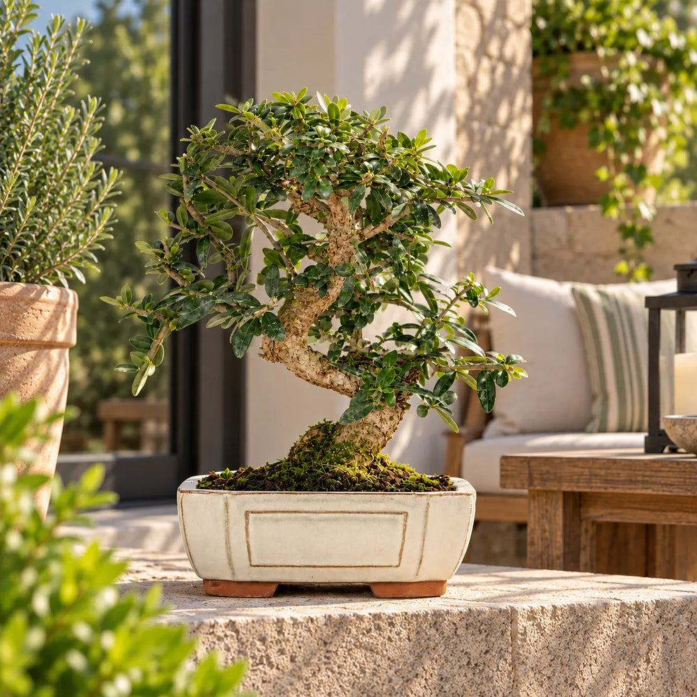 Bonsai Olea Europaea Sylvestris di 9 anni con tronco sinuoso e chioma verde, in vaso bonsai chiaro ambientato su terrazza