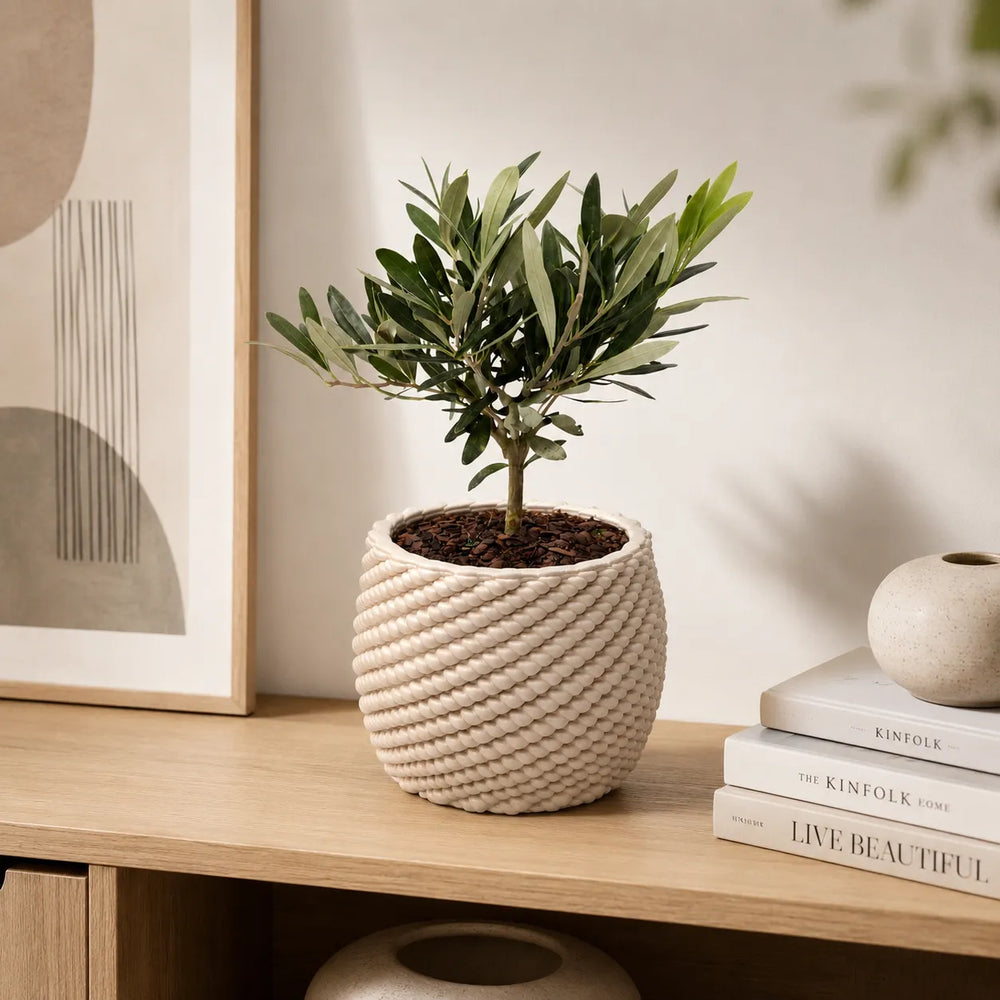 Bonsai olivo in vaso di ceramica artigianale Carina posizionato su una credenza in legno in un ambiente moderno e luminoso.