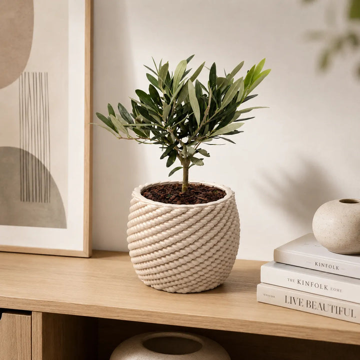 Bonsai olivo in vaso di ceramica artigianale Carina posizionato su una credenza in legno in un ambiente moderno e luminoso.