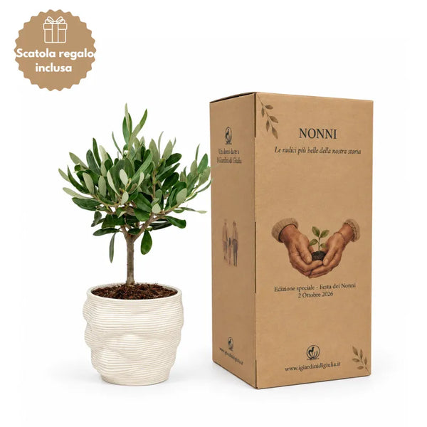 Bonsai d’olivera en test Alba de terracota fina, diàmetre 10, alçada 21 cm