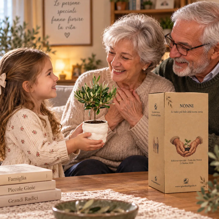Bambina che regala ai nonni un Bonsai Olivo H.21 cm in vaso Alba con scatola regalo dedicata alla Festa dei Nonni