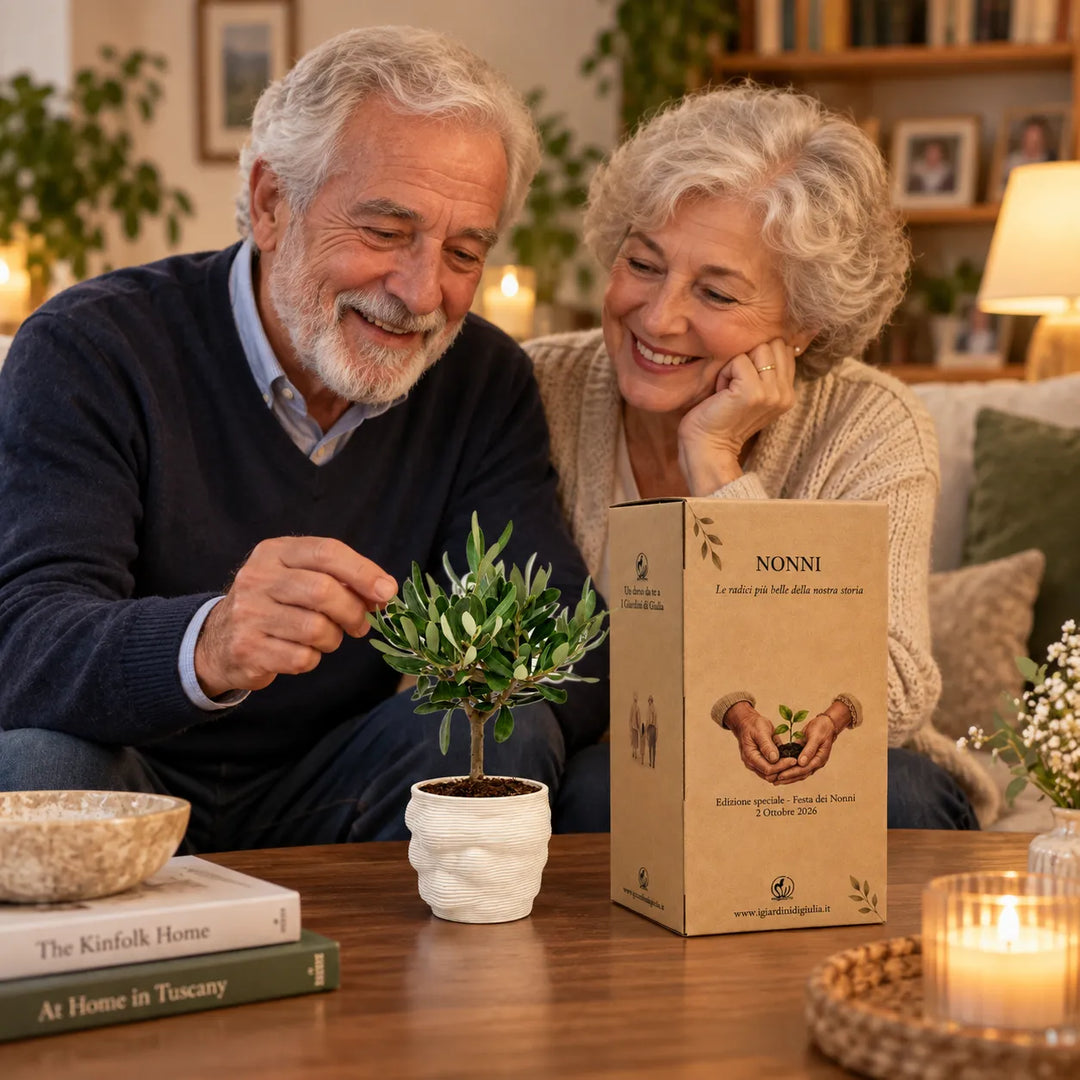 Bonsai Olivo in vaso Alba in argilla pregiata con scatola regalo Festa dei Nonni, ambientato in soggiorno
