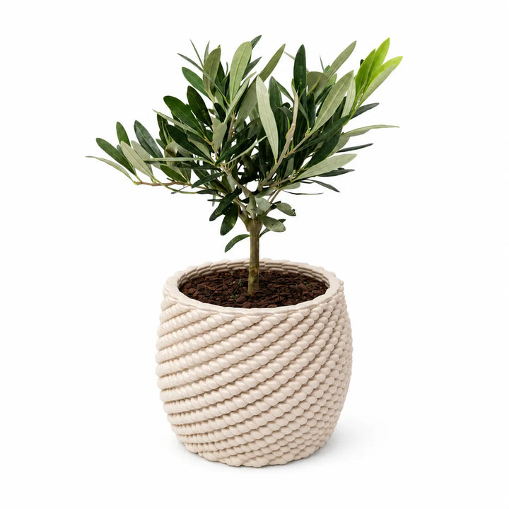Bonsai di olivo con foglie verde argento coltivato in vaso di ceramica artigianale Carina color avorio, fotografato su sfondo neutro per ecommerce.